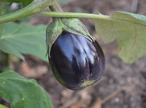 Melanzana, lo studio sul genoma che cambia la ricerca varietale