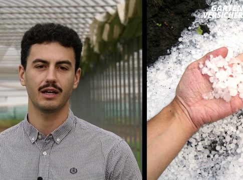 Serre danneggiate dalla grandine: cosa fare e come ripartire rapidamente