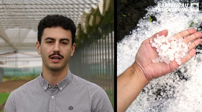 Serre danneggiate dalla grandine: cosa fare e come ripartire rapidamente