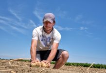 patata di bologna dop