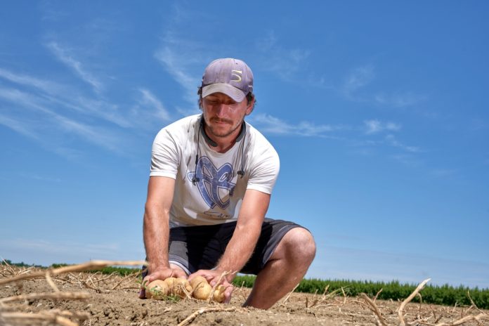 patata di bologna dop