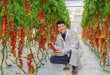 pomodori resistenti tobrfv