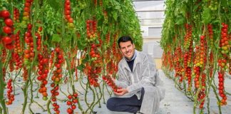 Pomodori resistenti al ToBRFV, le nuove soluzioni Basf Nunhems pomodori resistenti tobrfv