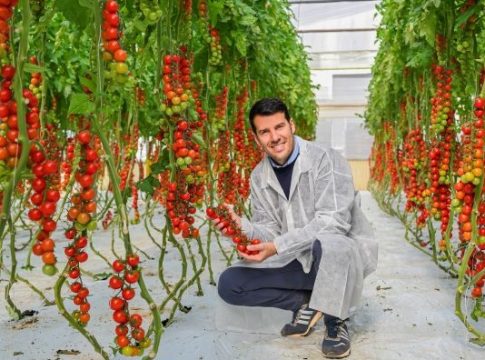 pomodori resistenti tobrfv