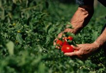 Pomodoro da industria, tiriamo le somme e guardiamo alla ricerca