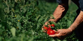 Pomodoro da industria, tiriamo le somme e guardiamo alla ricerca