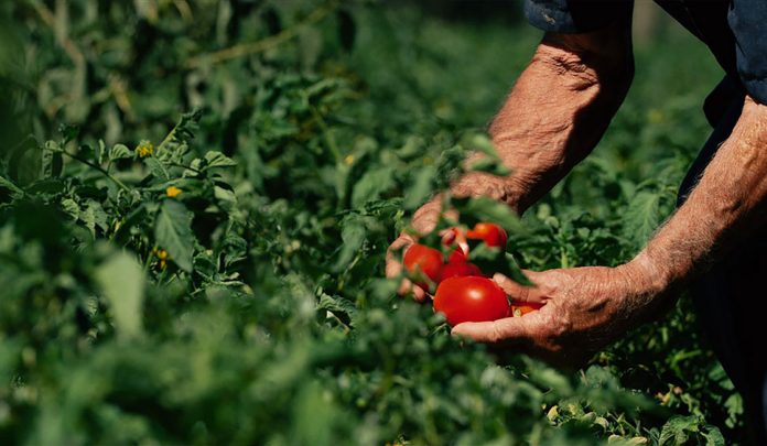 pomodoro da industria per copertina