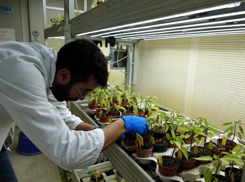Viaggio nel centro ricerche Basf: come nasce una nuova varietà orticola