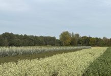 Tra le aziende florovivaistiche di Zundert e Breda: innovazione, tradizione e sostenibilità