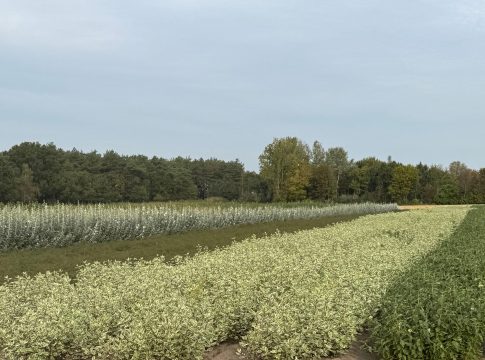 Tra le aziende florovivaistiche di Zundert e Breda: innovazione, tradizione e sostenibilità