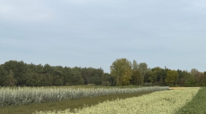 Tra le aziende florovivaistiche di Zundert e Breda: innovazione, tradizione e sostenibilità