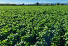 Il fagiolino rilancia la Val Trebbia