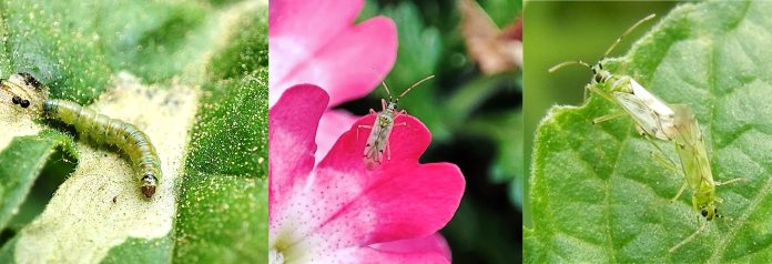 Nota pomodoro_figura 1