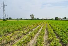 Patata, giro d’Italia sul problema difesa