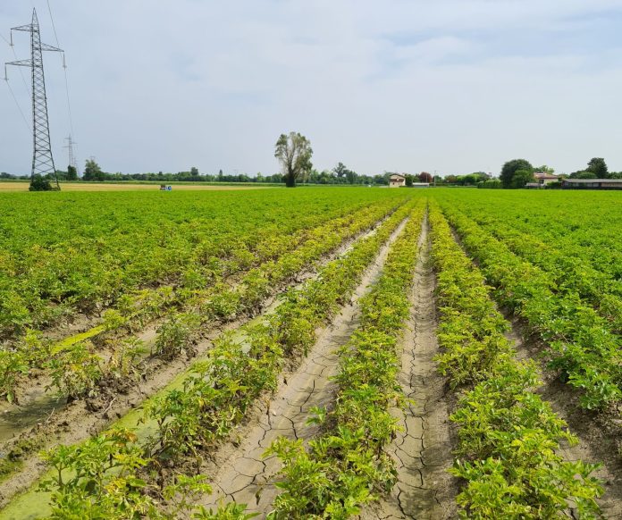 Sportelli_patata_Aip_foto1_patate Friuli peronospora