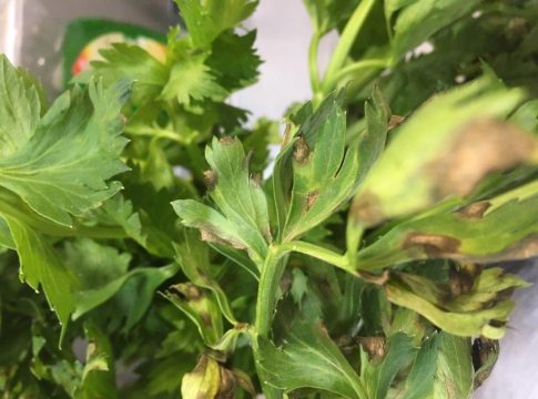 Sedano, prevenzione efficace per cercosporiosi e septoriosi