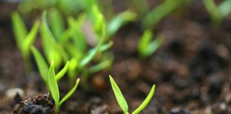 Biostimolanti, tra mercato, regole e novità dal campo