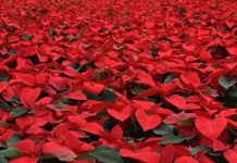 Il 12 dicembre si celebra il Poinsettia Day: i consigli per la vendita poinsettia day