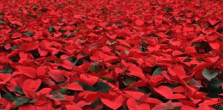 poinsettia day