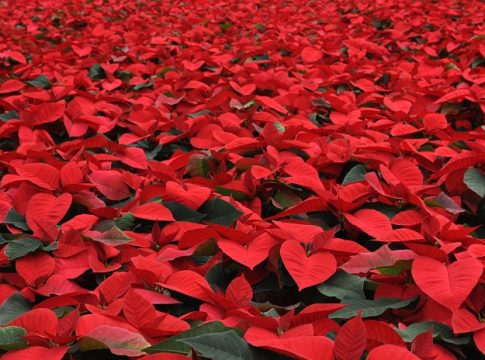Il 12 dicembre si celebra il Poinsettia Day: i consigli per la vendita poinsettia day