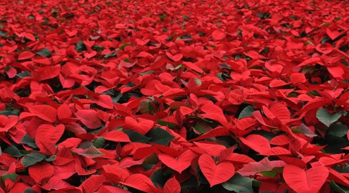 poinsettia day