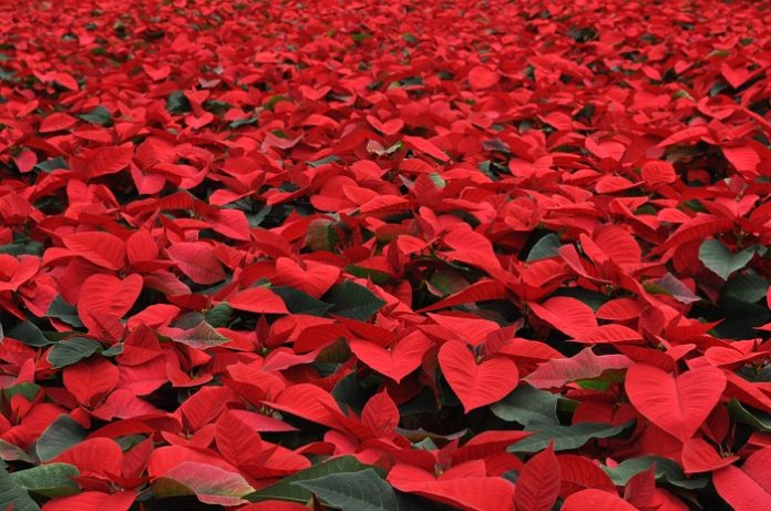poinsettia poinsettia day