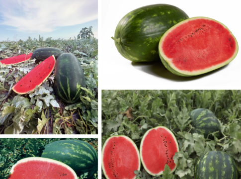 Le angurie maxi tornano in voga