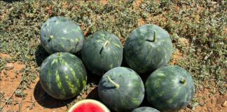 Le nuove varietà di anguria Esasem coprono tutte le tipologie