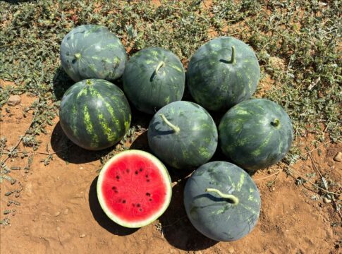 Le nuove varietà di anguria Esasem coprono tutte le tipologie