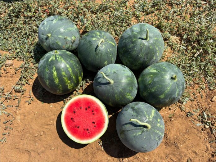 Sportelli_varieta_anguria_OR_1_2026_foto_7