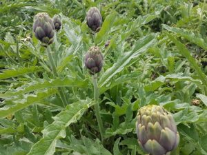 carciofi in campo