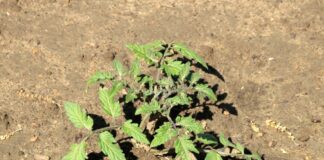 Nutrizione del pomodoro, fondamentale saper leggere le analisi del suolo