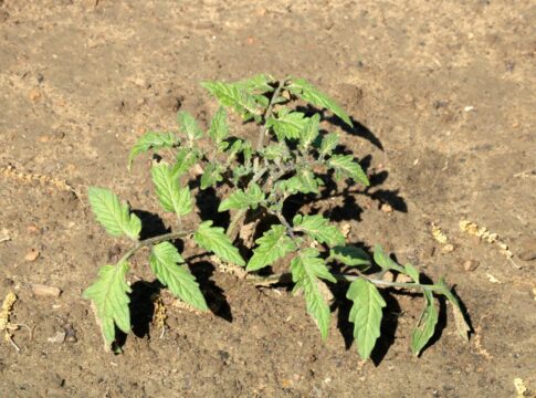 Nutrizione del pomodoro, fondamentale saper leggere le analisi del suolo