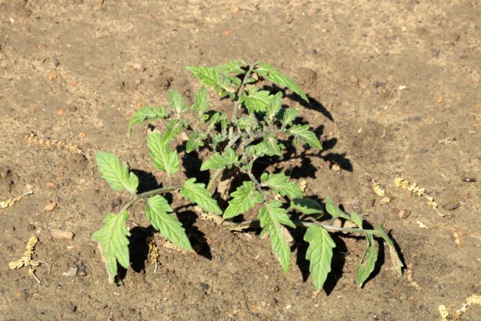 pomodoro industria suolo