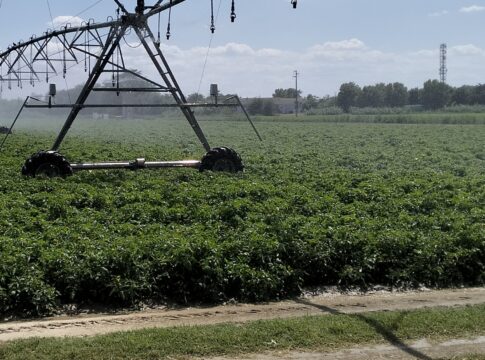 Pomodoro da industria, innovazione ormai indispensabile contro i cambiamenti climatici