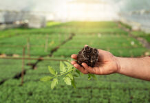 Favorire in maniera efficace il superamento dello stress da trapianto vigoramin root