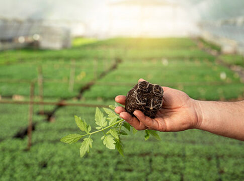 Favorire in maniera efficace il superamento dello stress da trapianto vigoramin root