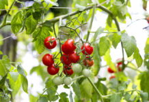 Calcio in orticoltura: perché è decisivo per qualità, resa e shelf life pomodoro