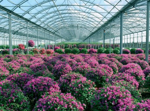 export florovivaismo piante faro sicilia