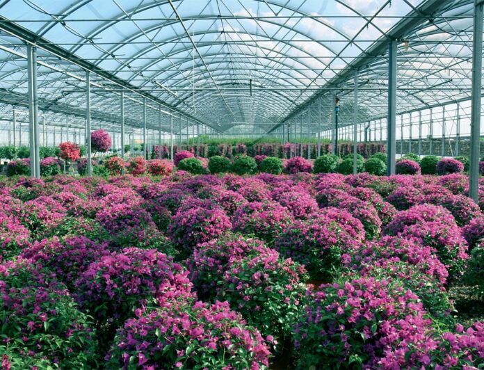 export florovivaismo piante faro sicilia