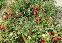 Pomodoro da industria più resiliente tra genetica e biostimolazione