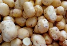 Patata: irrigazione, monitoraggio e prodotti contro gli elateridi. Il progetto in Emilia-Romagna