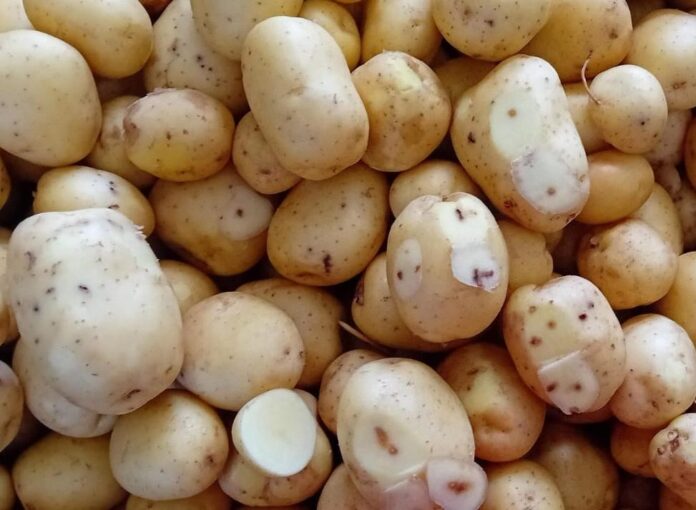 Fori da elateride su patate in magazzino.