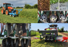 trapianto pacciamatura