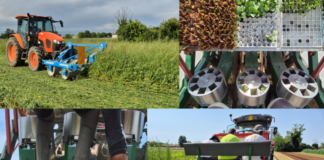 Produttività, per aumentarla servono scelta varietale e pianificazione tecnica mirata trapianto pacciamatura