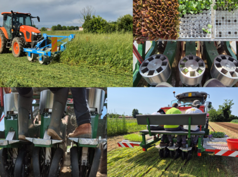 trapianto pacciamatura