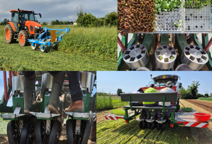 trapianto pacciamatura