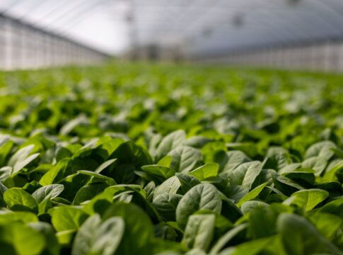 Quarta gamma, nasce l’Aop per rafforzare la filiera: previsti accordi con la gdo