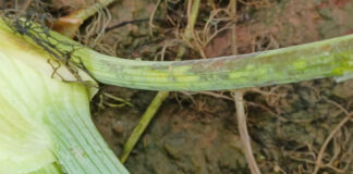 Finocchio, segnalati forti attacchi di peronospora: come gestirli