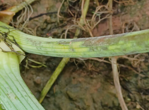Finocchio, segnalati forti attacchi di peronospora: come gestirli